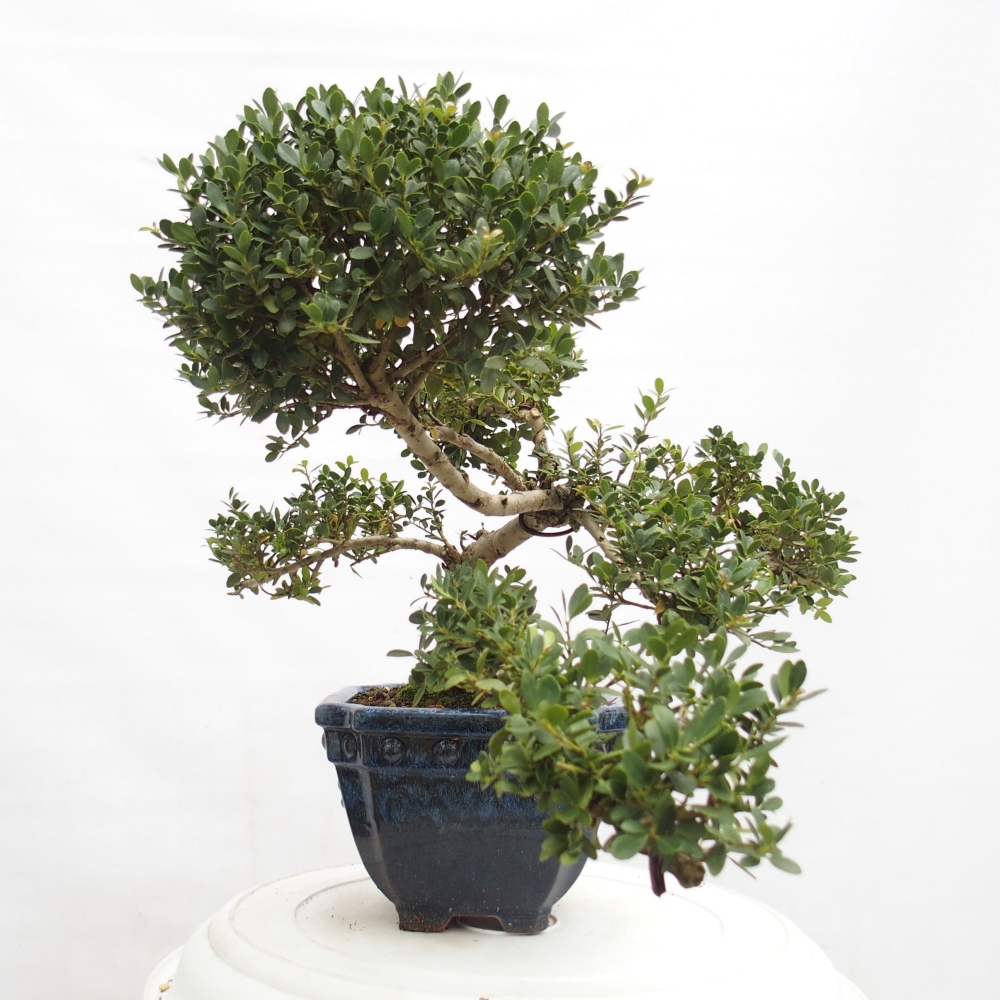 Zimmerbonsai - Ilex crenata - Holly