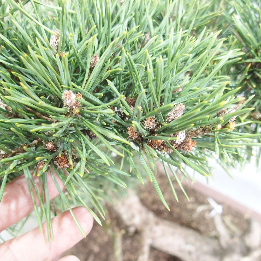 Yamadori - Pinus sylvestris 