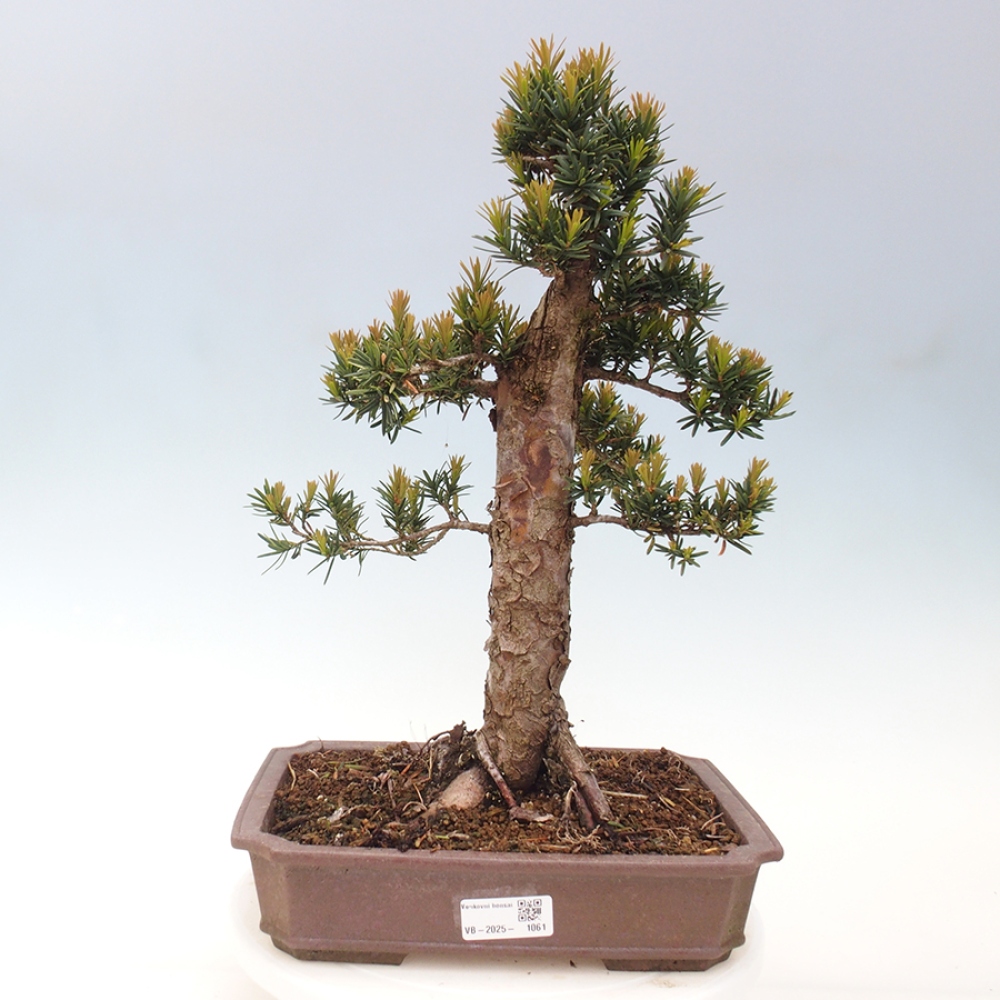 Bonsai im Freien - Taxus cuspidata - Japanische Eibe