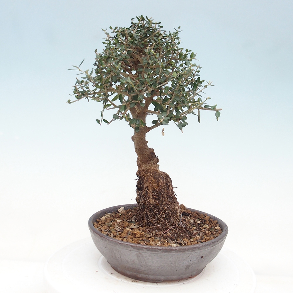 Zimmerbonsai - Olea europaea sylvestris