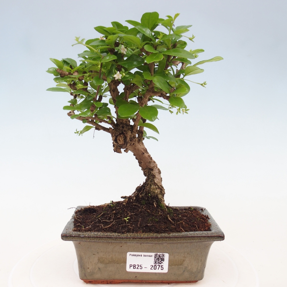 Zimmerbonsai - Carmona Macrophylla - Fuki-Tee
