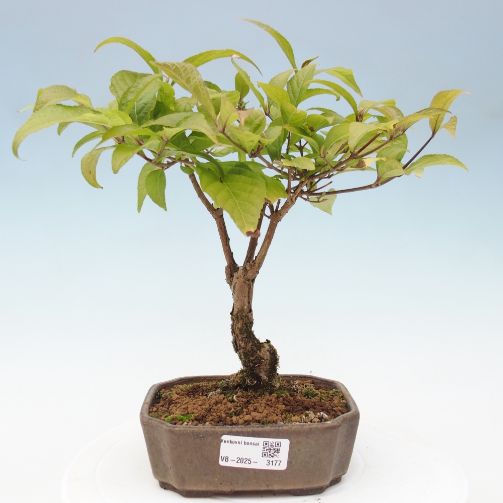 Bonsai im Freien - wunderschöne Pflanze - Callicarpa japonica