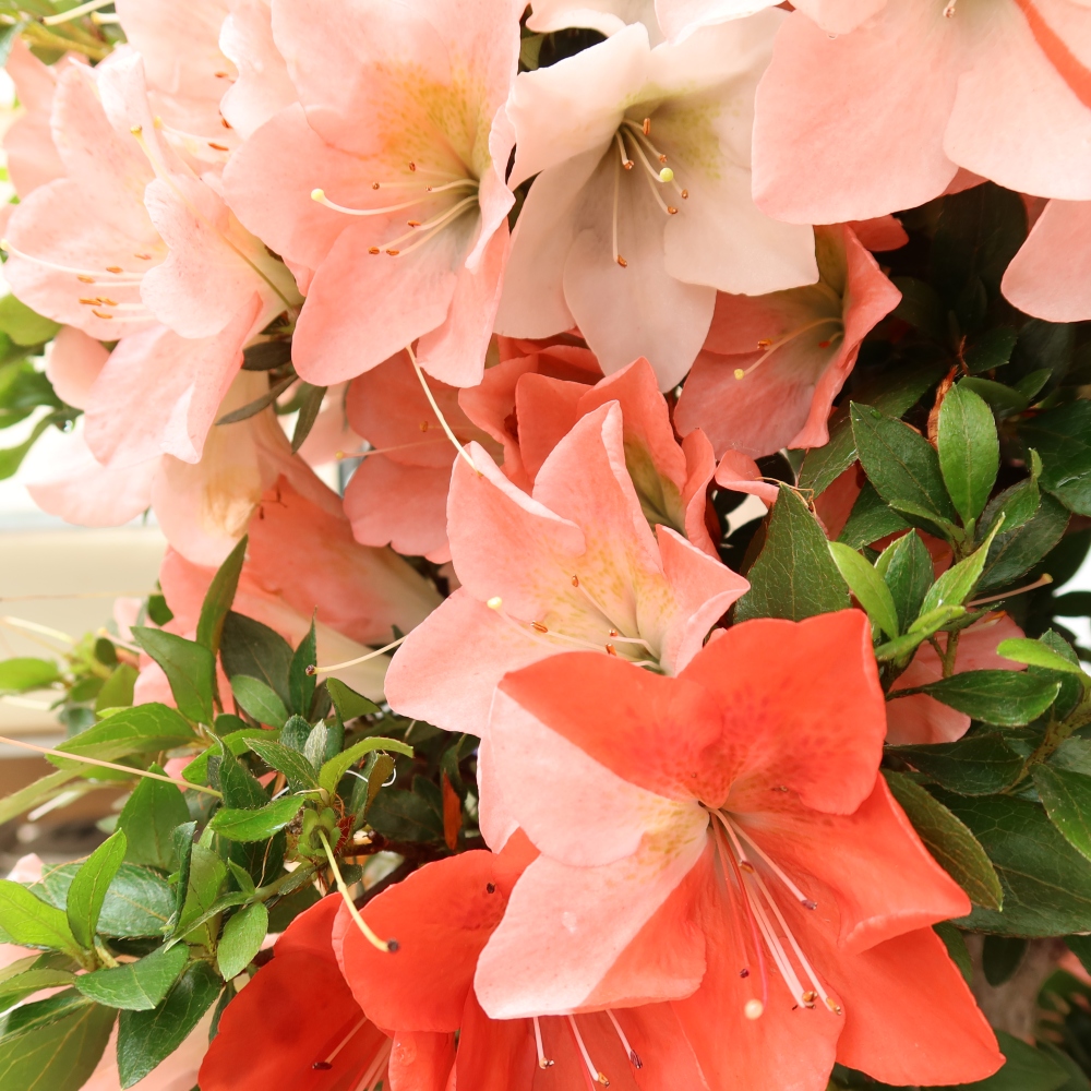 Bonsai für draußen - Japanische Azalee - Azalea Sansai