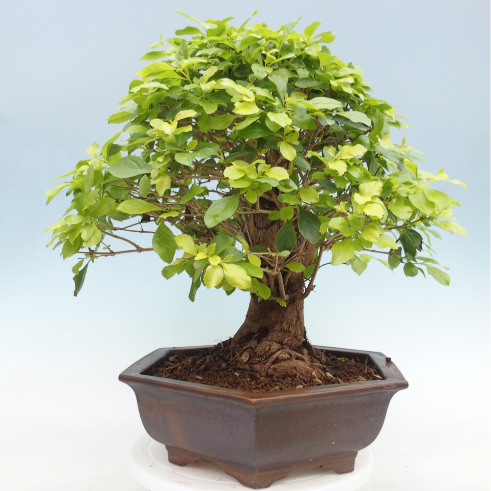 Zimmerbonsai - Duranta erecta Aurea - NUR PERSÖNLICHE ABHOLUNG oder Palettentransport