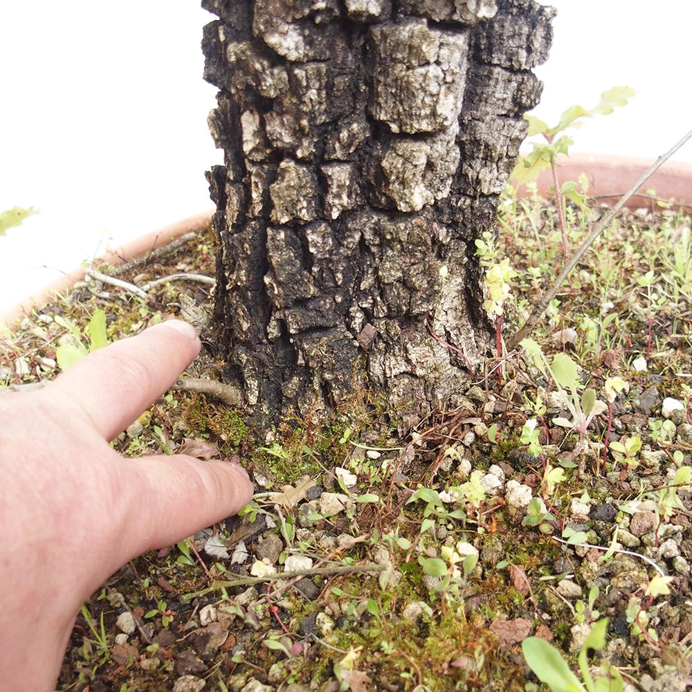Freilandbonsai Quercus Cerris - Eiche Cer