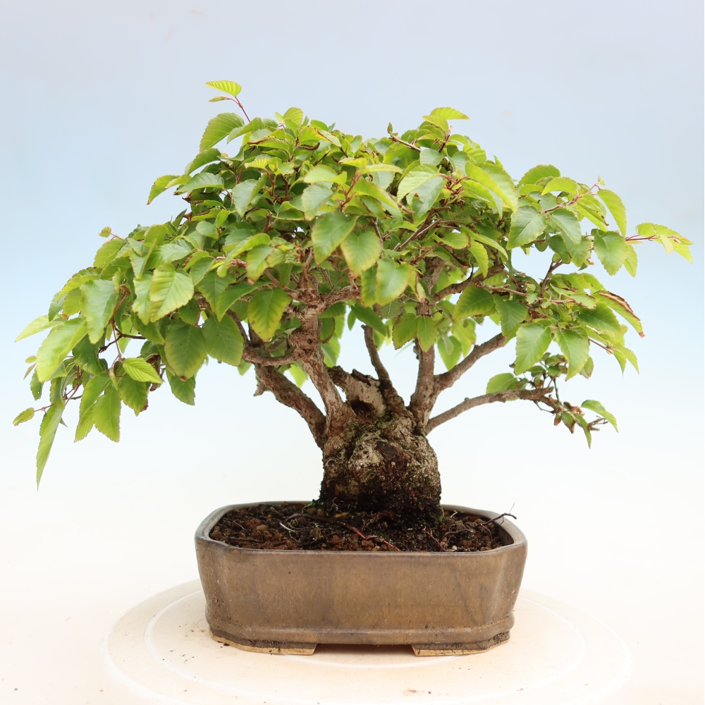 Bonsai für draußen - Karpinus Coreana - Koreanische Hainbuche