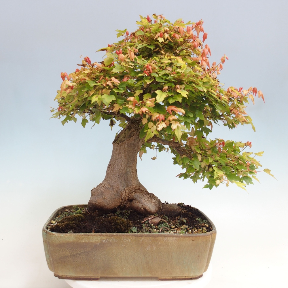 Bonsai im Freien - Ahorn Buergerianum - Burger Maple