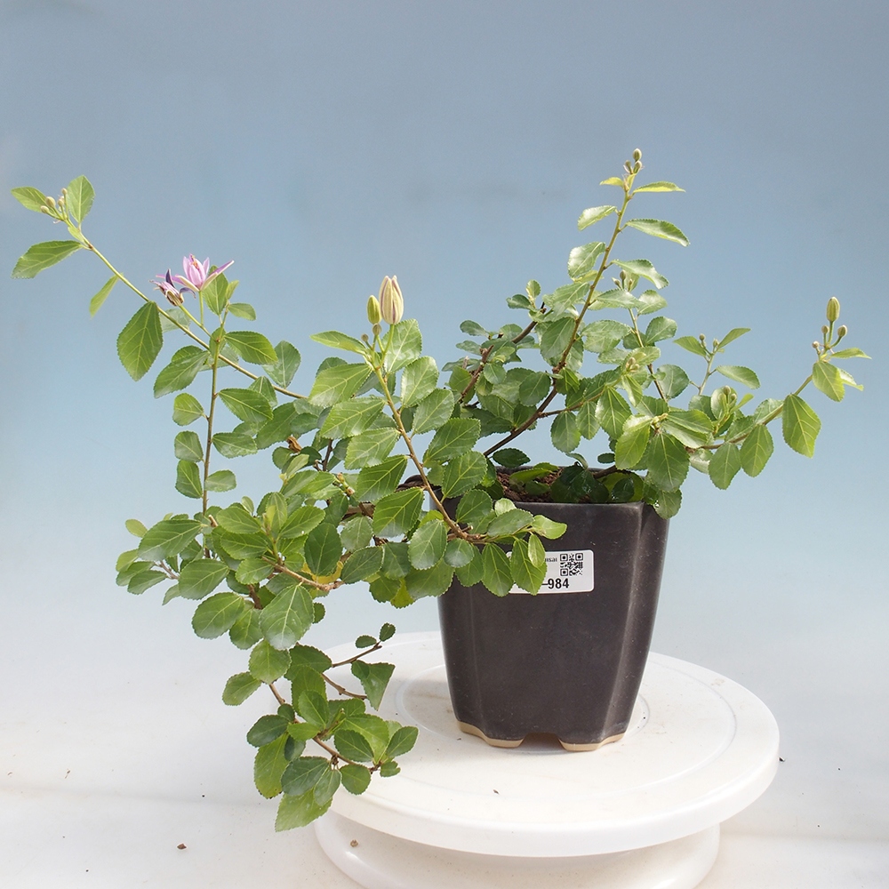 Zimmerbonsai - Grewia occidentalis - Lavendelstern