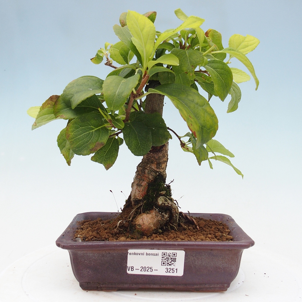Outdoor-Bonsai - Celastrus Jesenec