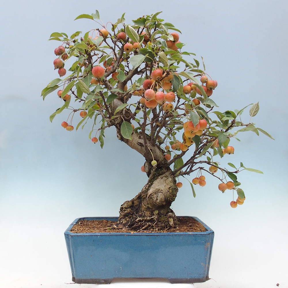 Bonsai im Freien - Malus halliana - Kleinfruchtiger Apfelbaum