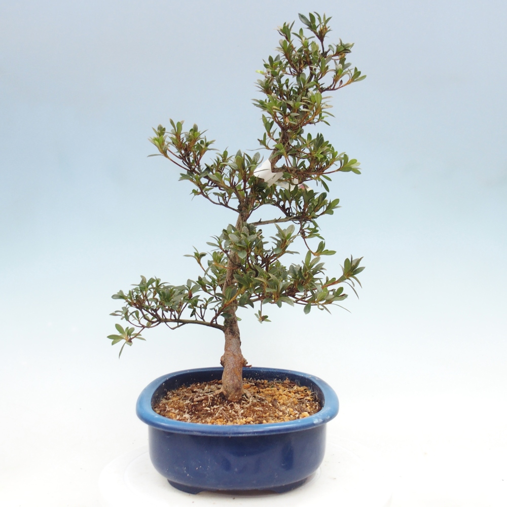 Bonsai für draußen - Japanische Azalee - Azalee Beniko