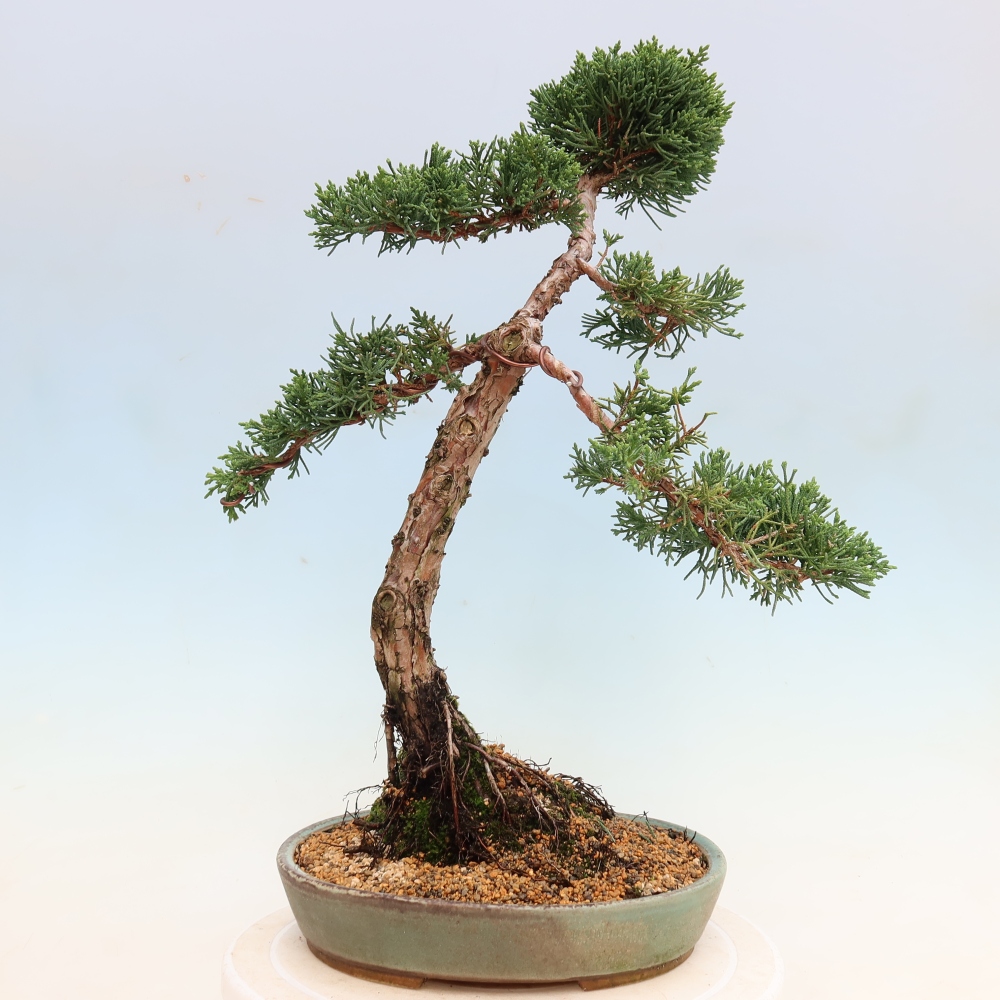 Bonsai für draußen - Juniperus chinensis Kishu