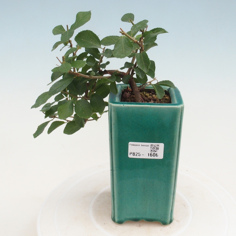 Zimmerbonsai - Grewia occidentalis - Lavendelstern
