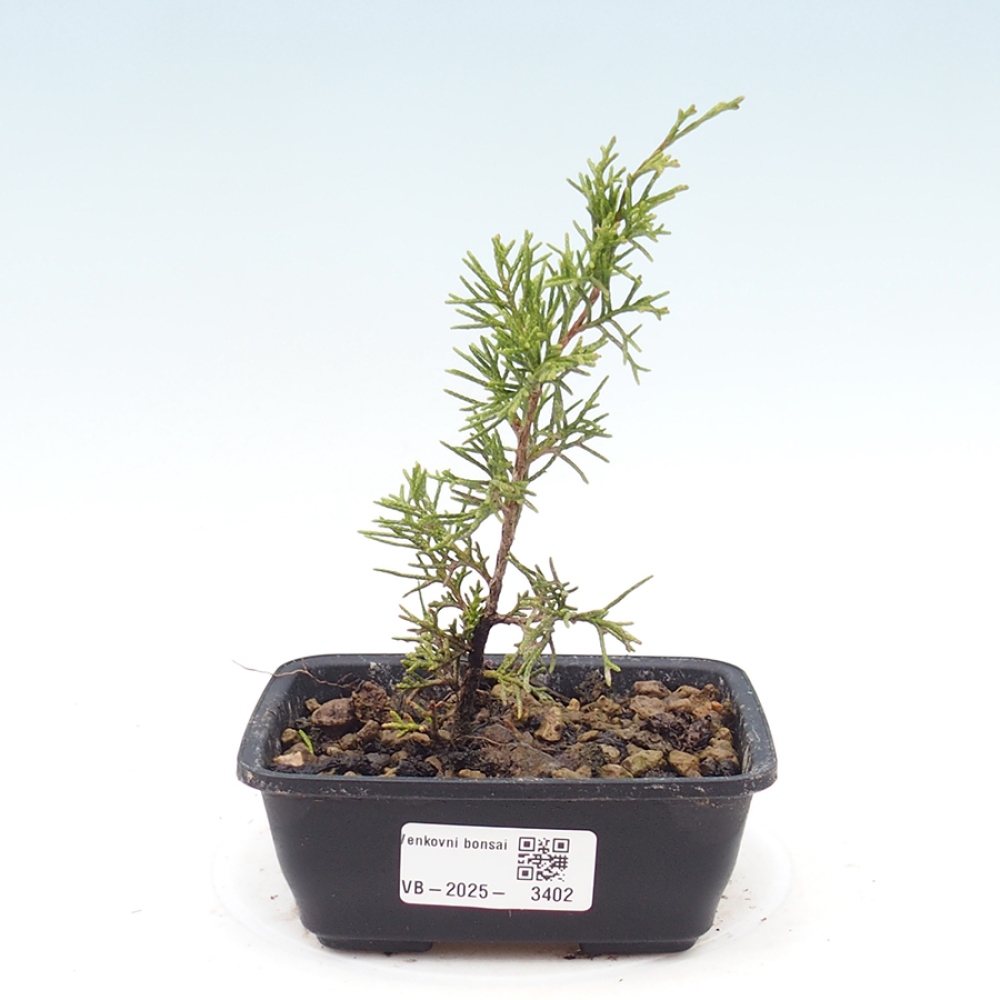 Bonsai für draußen - Juniperus chinensis Itoigawa