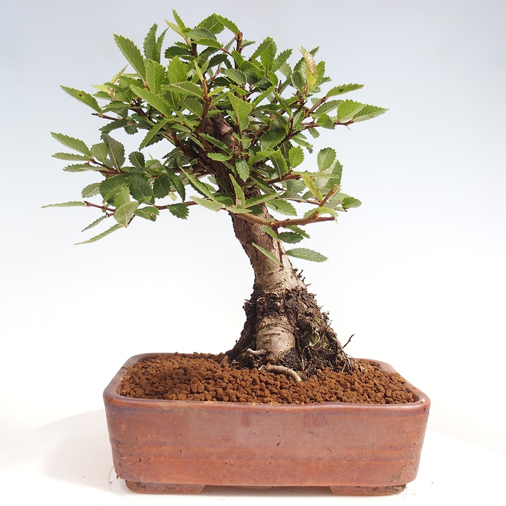 Bonsai im Freien - Zelkova - Zelkova NIRE