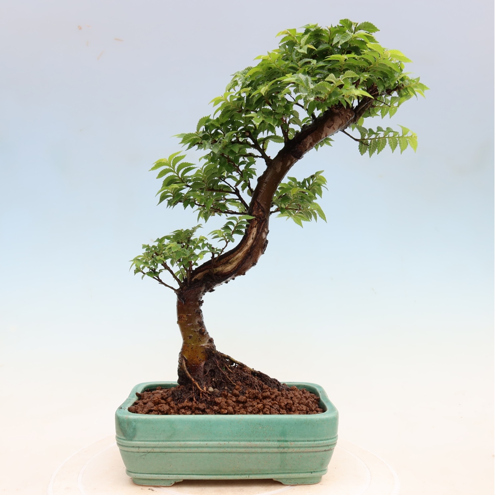Bonsai für den Außenbereich – Ulmus Jacqueline Hillier – Pappelulme
