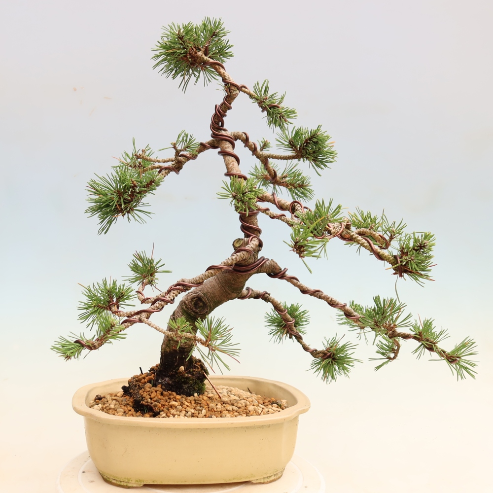 Bonsai für den Außenbereich – Pinus mugo „Humpy“ – Zwergkiefer