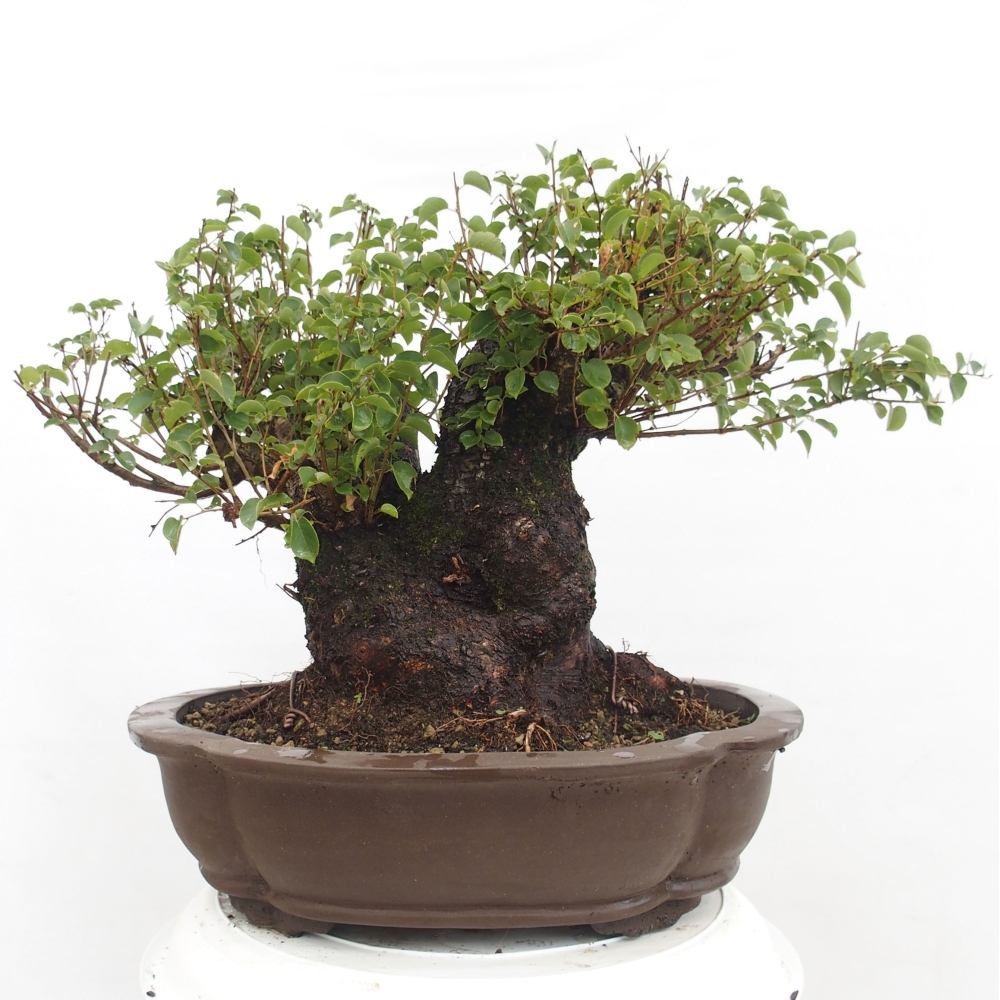 Bonsai im Freien - Mahalebka - Prunus mahaleb