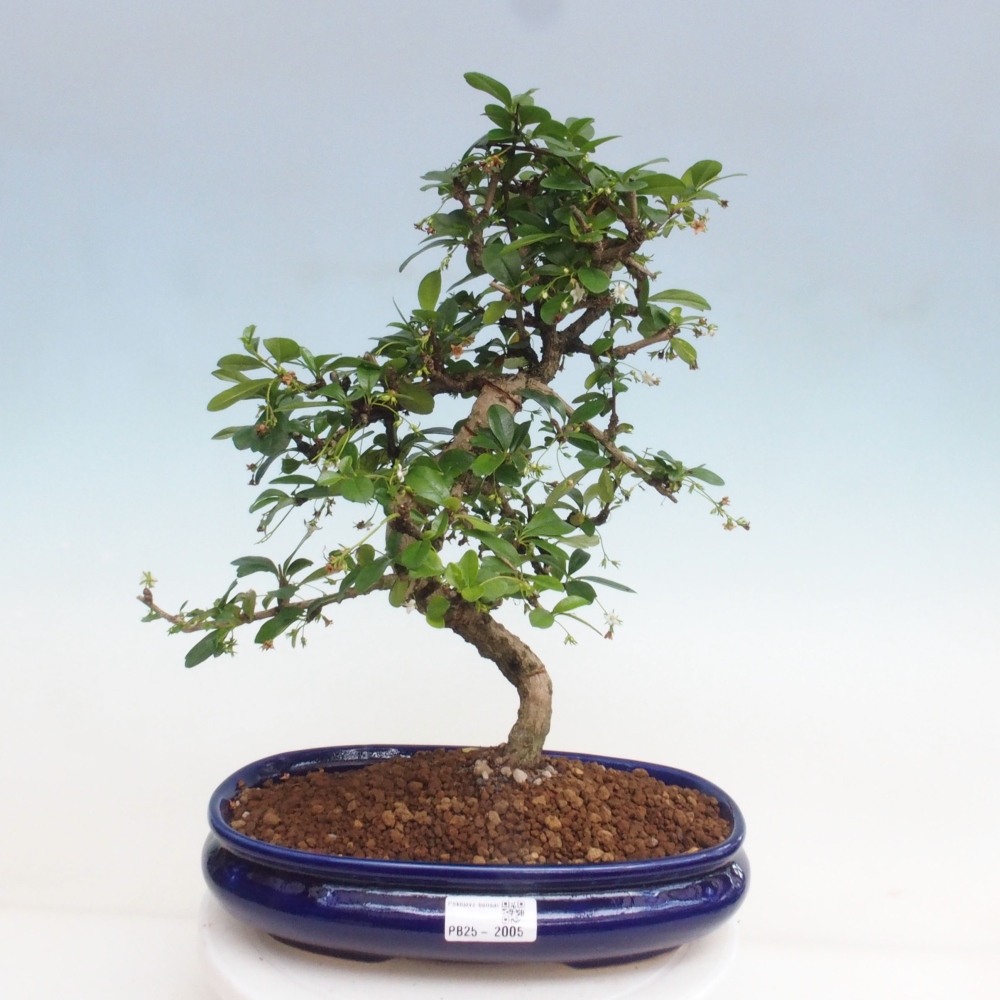 Zimmer Bonsai - Carmona macrophylla - Tea Fuki