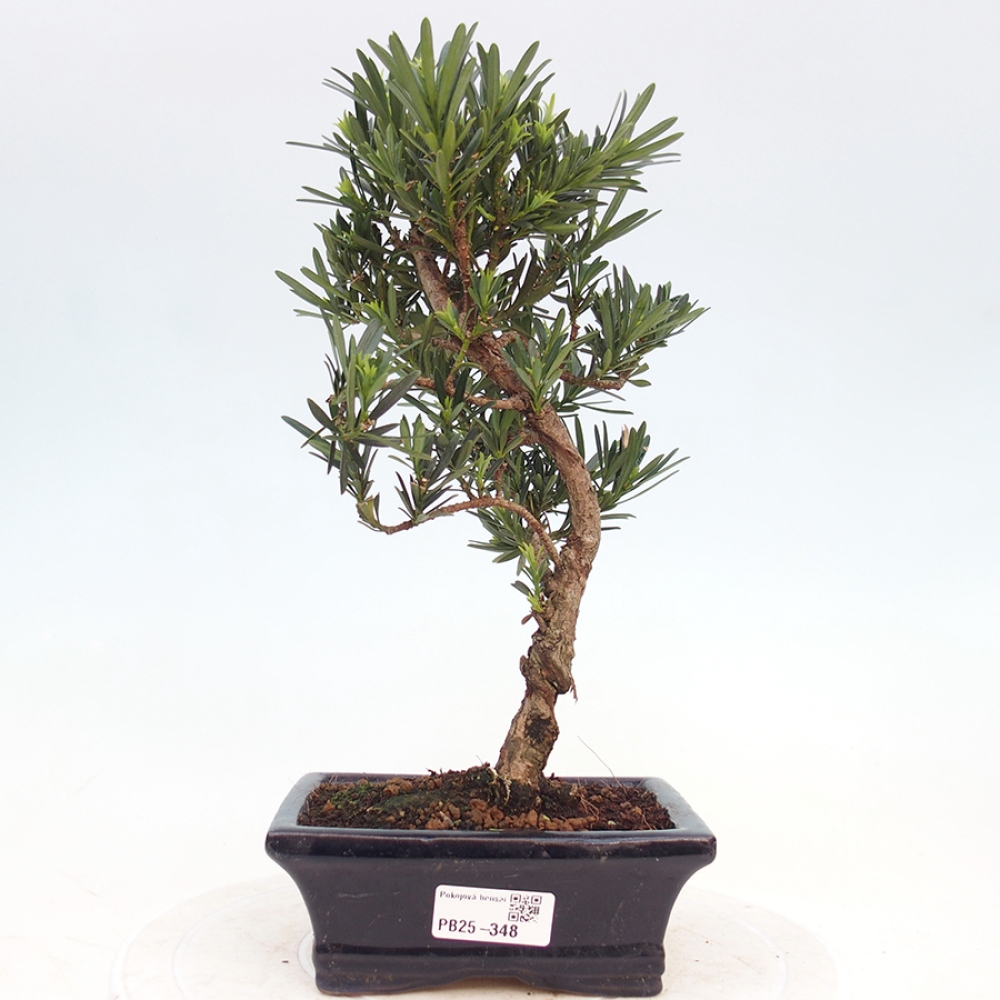 Zimmerbonsai - Podocarpus - Steineibe