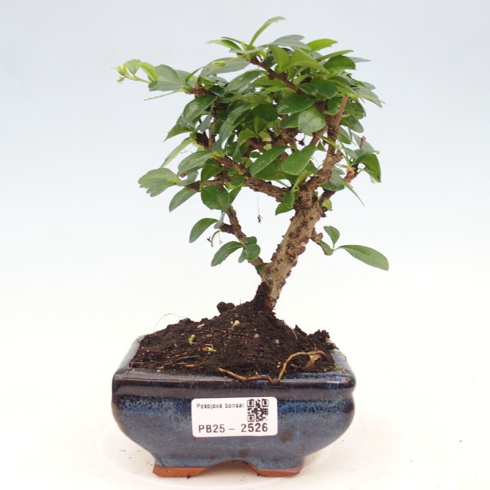 Zimmerbonsai - Carmona Macrophylla - Fuki-Tee