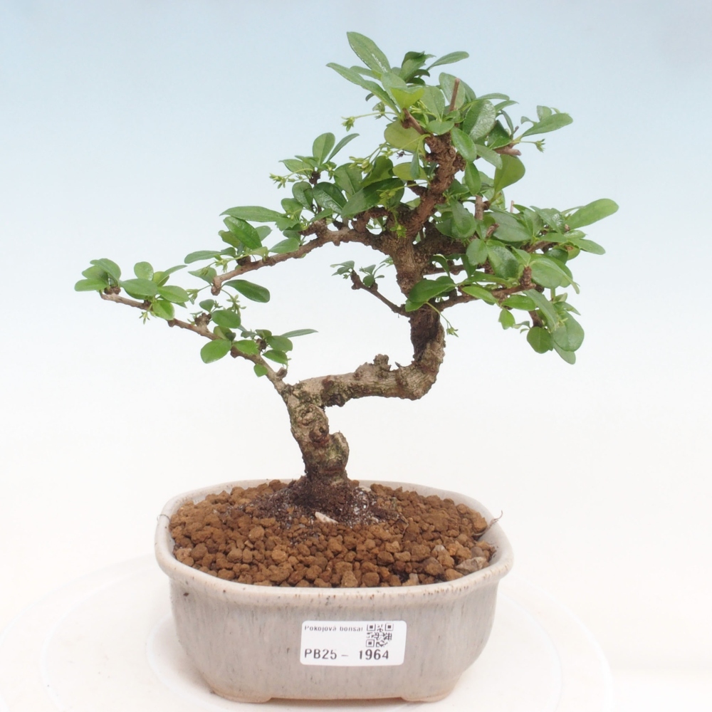 Zimmerbonsai - Carmona Macrophylla - Fuki-Tee