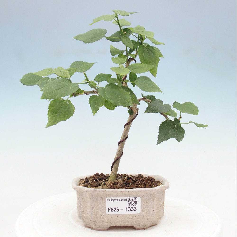 Zimmerbonsai - Malvaviscus arboreus