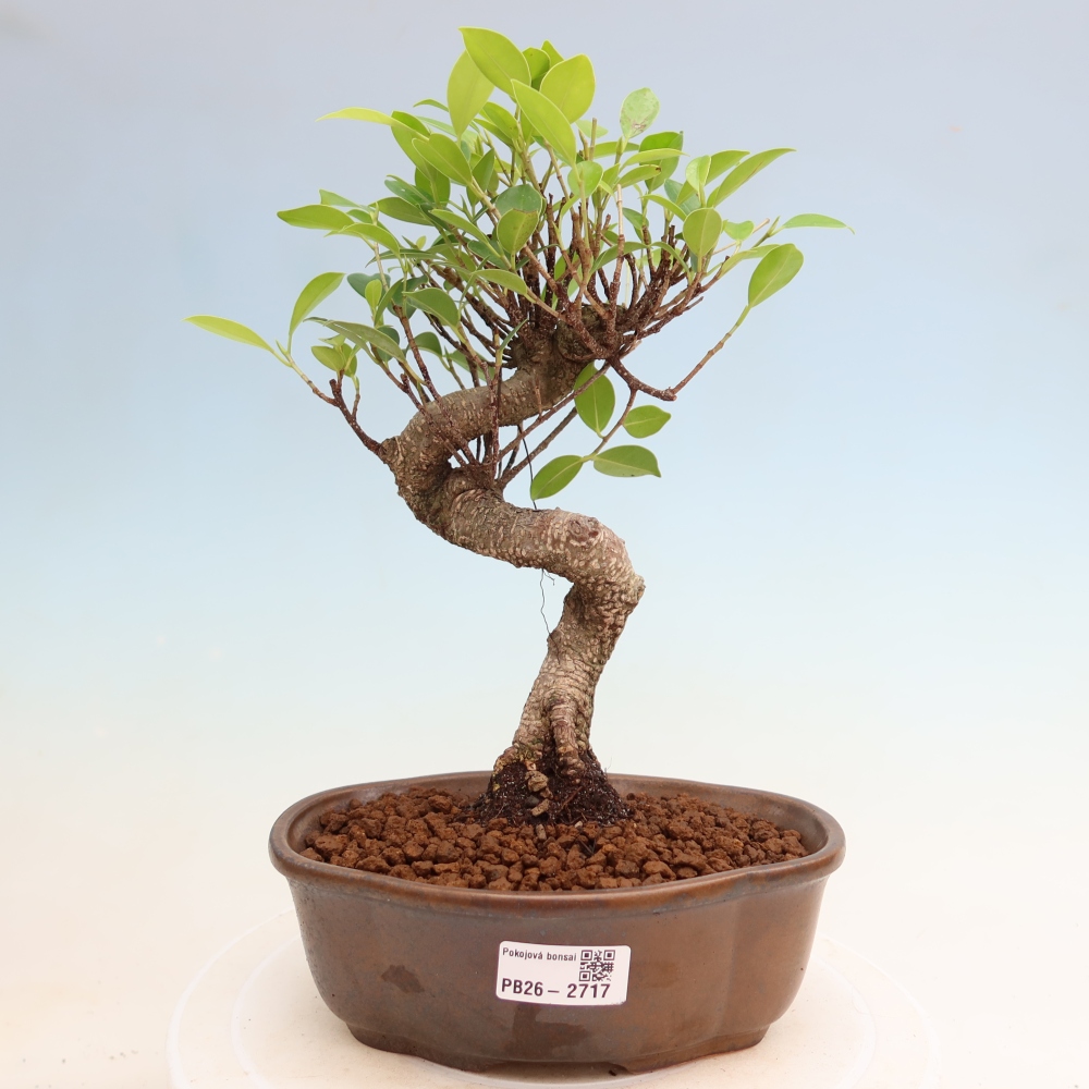 Zimmerbonsai - Ficus kimmen - Kleinblättriger Ficus