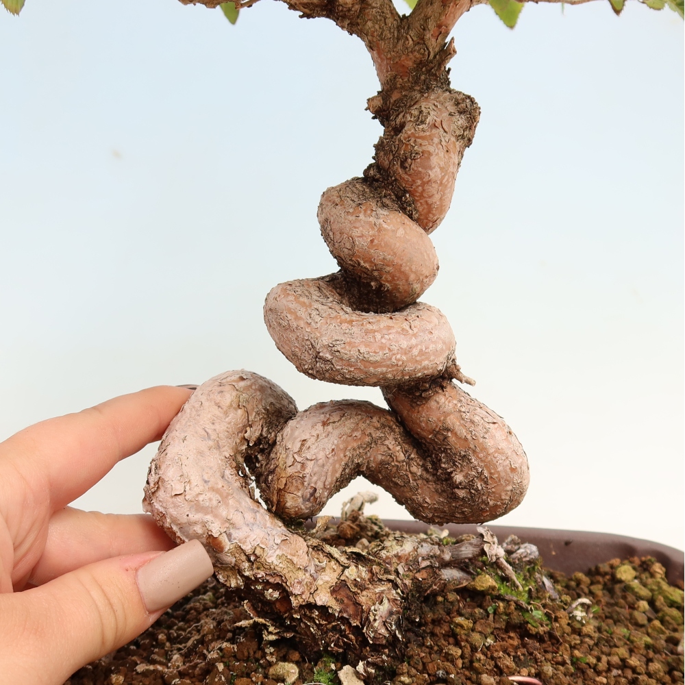 Bonsai für draußen -Carpinus CARPINOIDES - Koreanische Hainbuche