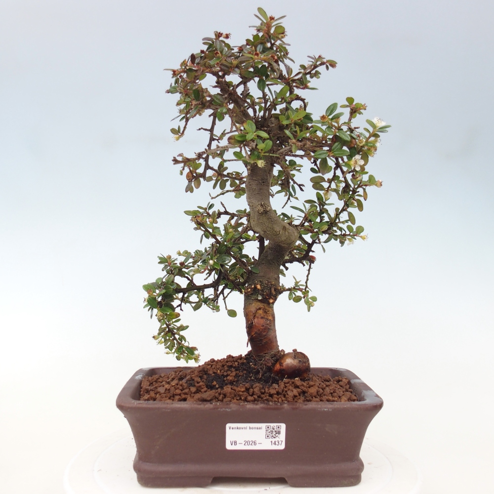 Freiland-Bonsai-Cotoneaster dammeri - Damer's Rock