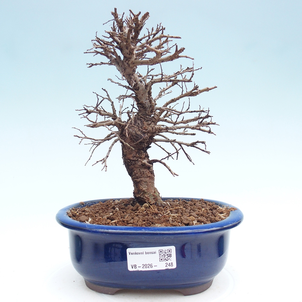 Bonsai für draußen - Zelkova - Zelkova NIRE