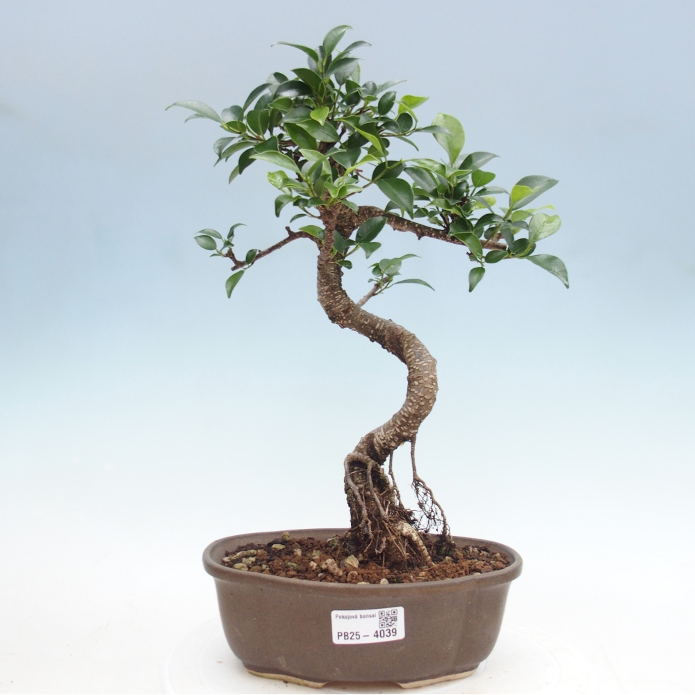 Zimmerbonsai - Ficus retusa - Kleinblättriger Ficus