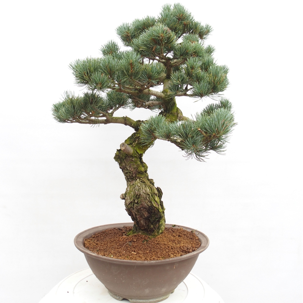 Bonsai im Freien - Pinus parviflora - kleine Kiefer