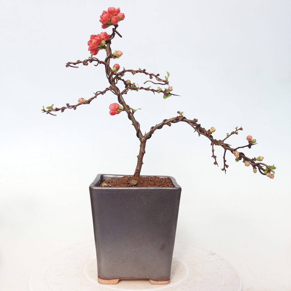 Bonsai für draußen - Chaneomeles s. Red Joy - Quitte