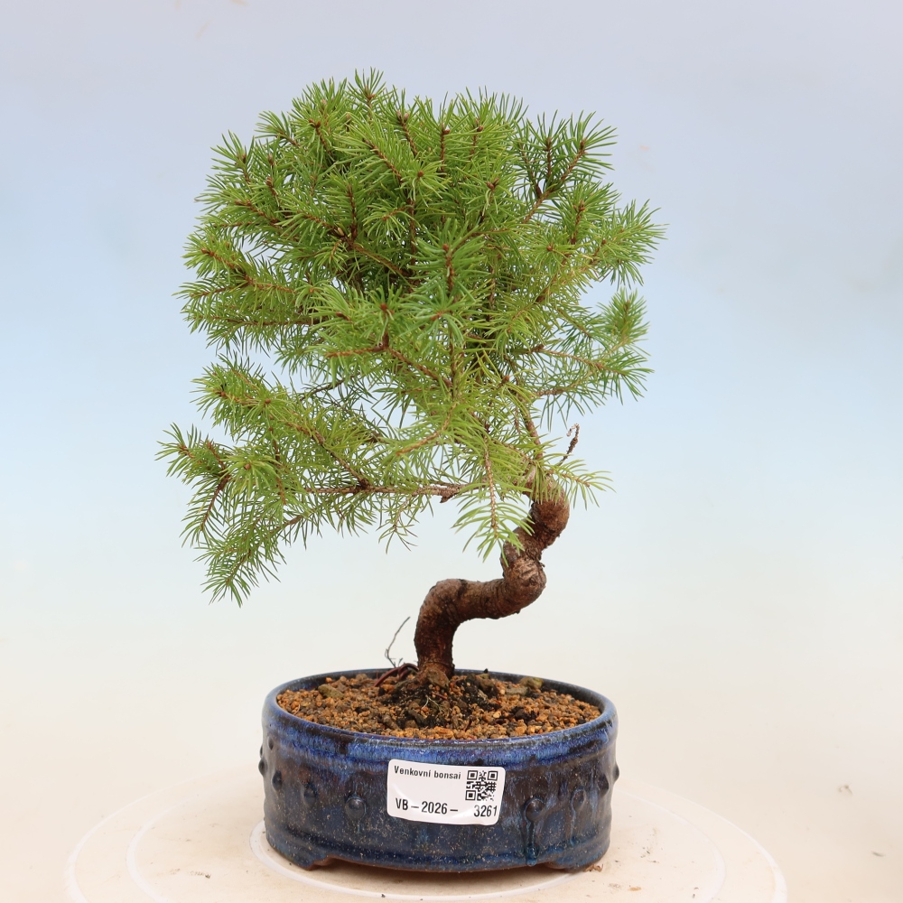 Bonsai für draußen - Fichte - Picea glauca globe