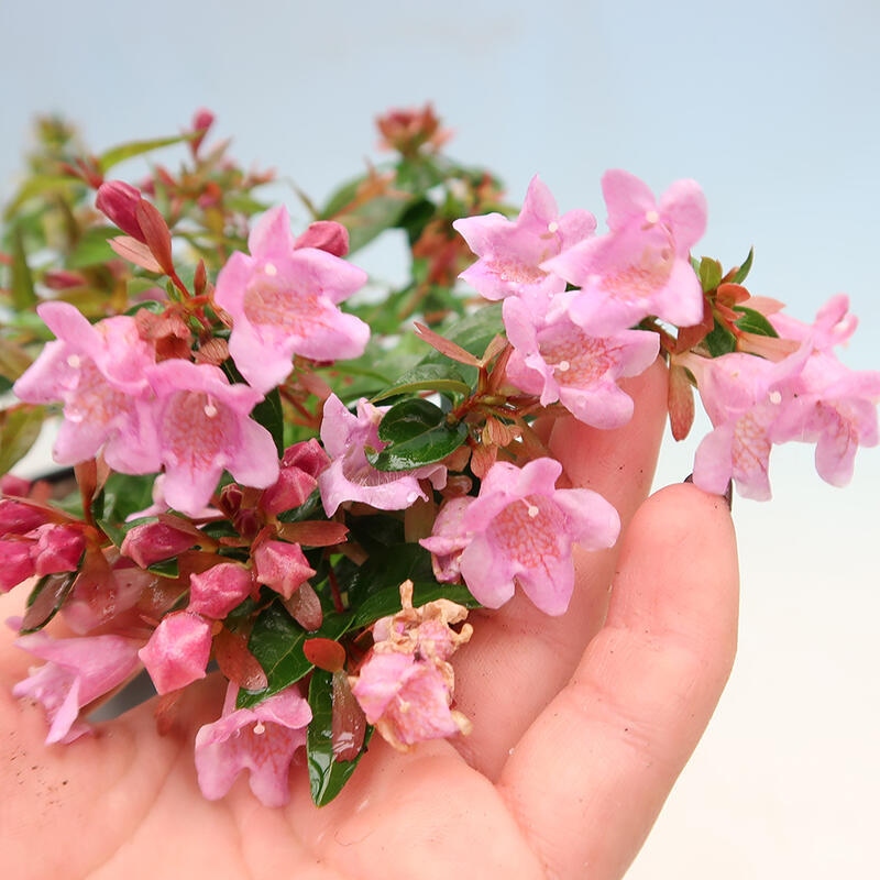 Bonsai im Freien - Abelia Grandiflora - Abelia grandiflora