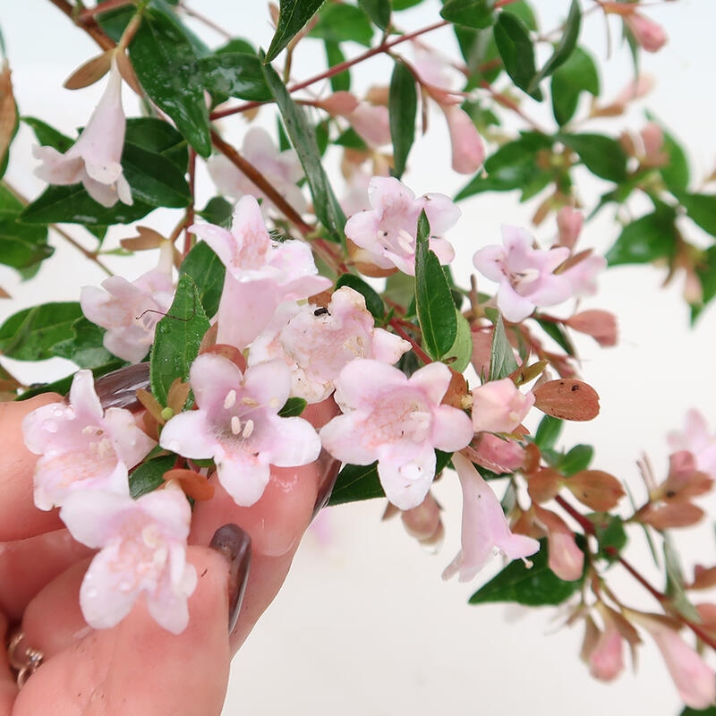 Bonsai im Freien - Abelia Grandiflora - Abelia grandiflora
