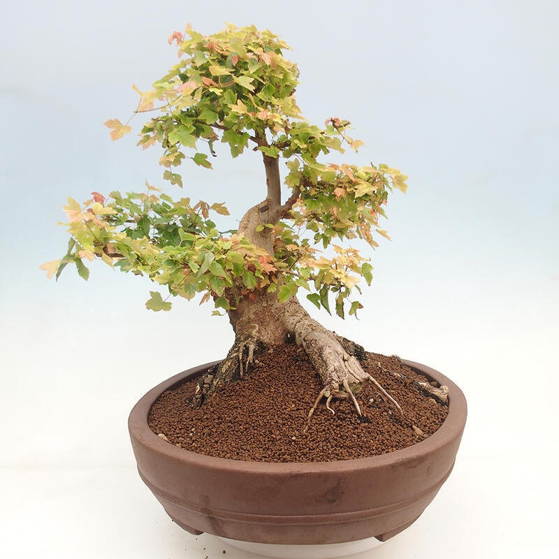 Bonsai im Freien - Ahorn Buergerianum - Burger Maple