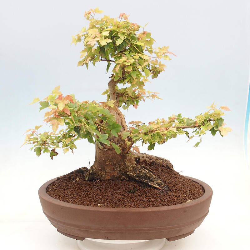 Bonsai im Freien - Ahorn Buergerianum - Burger Maple