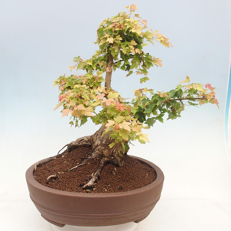 Bonsai im Freien - Ahorn Buergerianum - Burger Maple