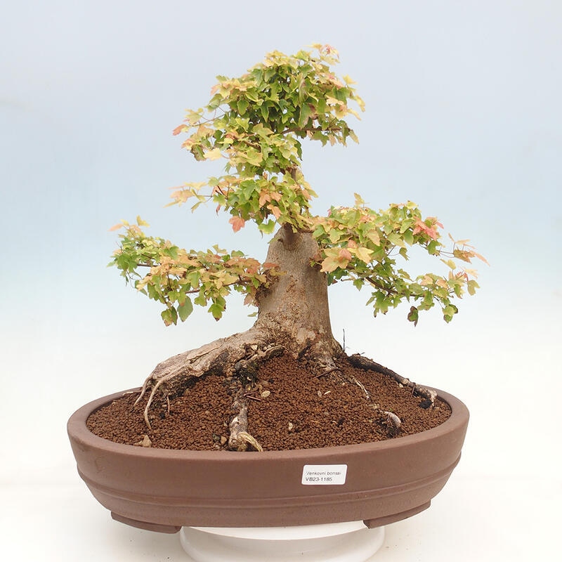 Bonsai im Freien - Ahorn Buergerianum - Burger Maple