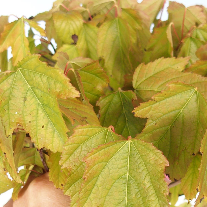 Bonsai im Freien - Acer ginala - Feuriger Ahorn