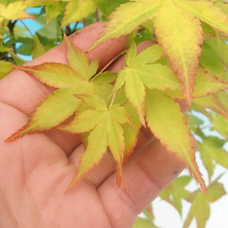 Bonsai im Freien - Acer palmatum Aureum - Goldener Palmahorn