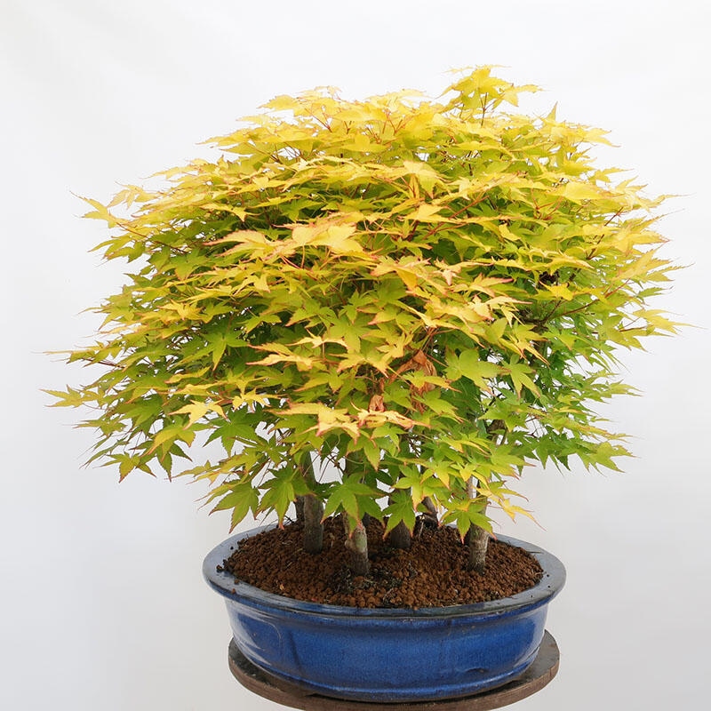 Bonsai im Freien - Acer palmatum Aureum - Palmblättriger Goldwaldahorn