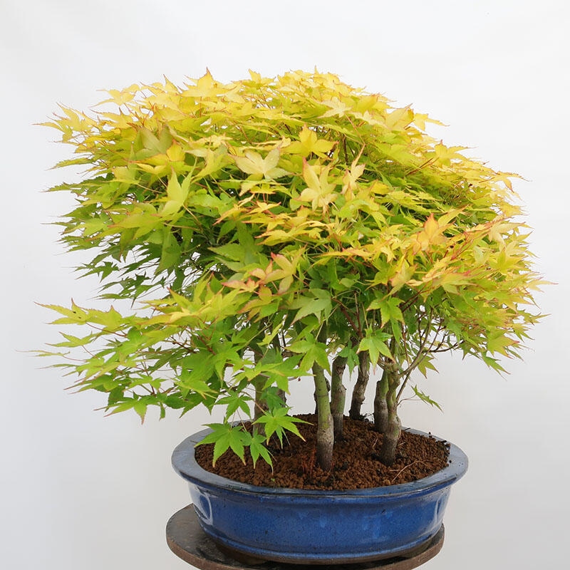 Bonsai im Freien - Acer palmatum Aureum - Palmblättriger Goldwaldahorn