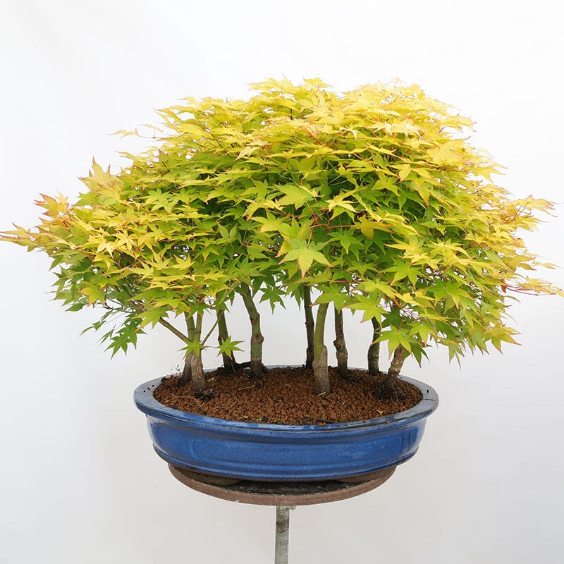 Bonsai im Freien - Acer palmatum Aureum - Palmblättriger Goldwaldahorn