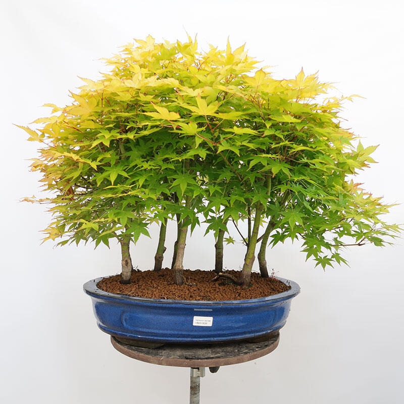 Bonsai im Freien - Acer palmatum Aureum - Palmblättriger Goldwaldahorn