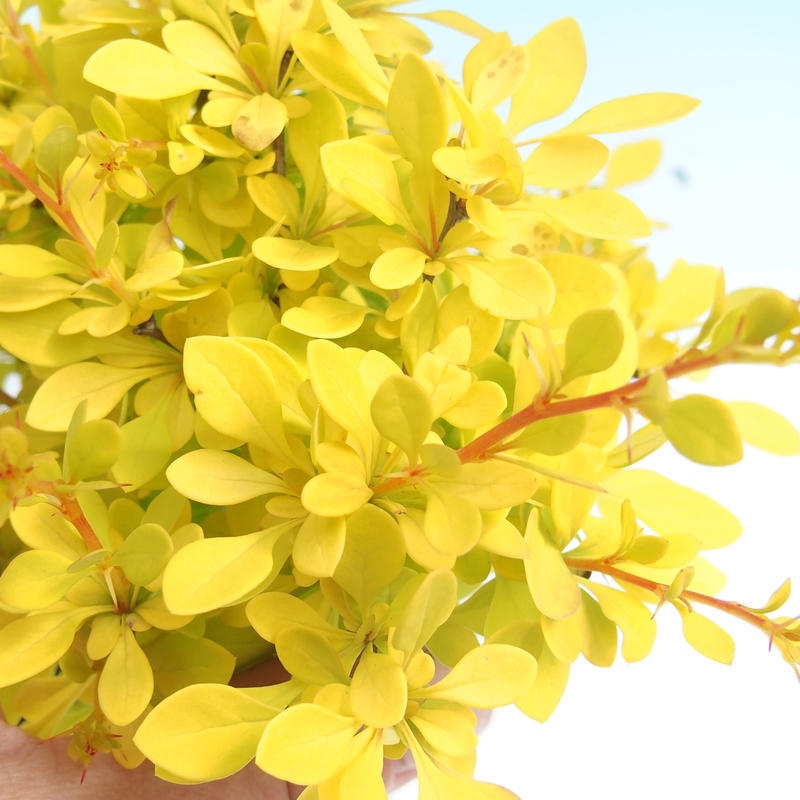 Bonsai im Freien - Berberis thunbergii - Berberitze