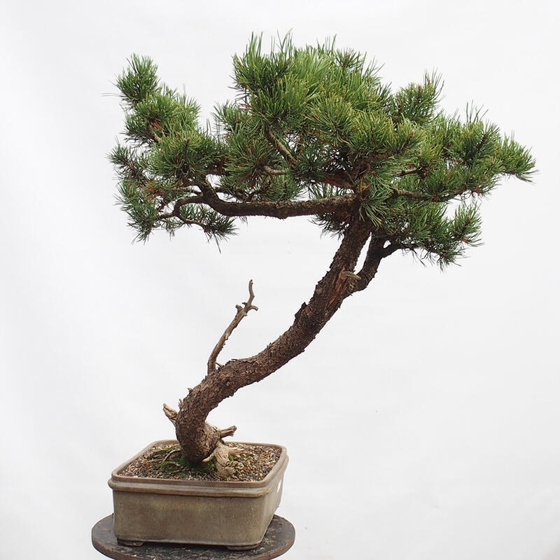 Bonsai im Freien - Schlammkiefer - Pinus uncinata