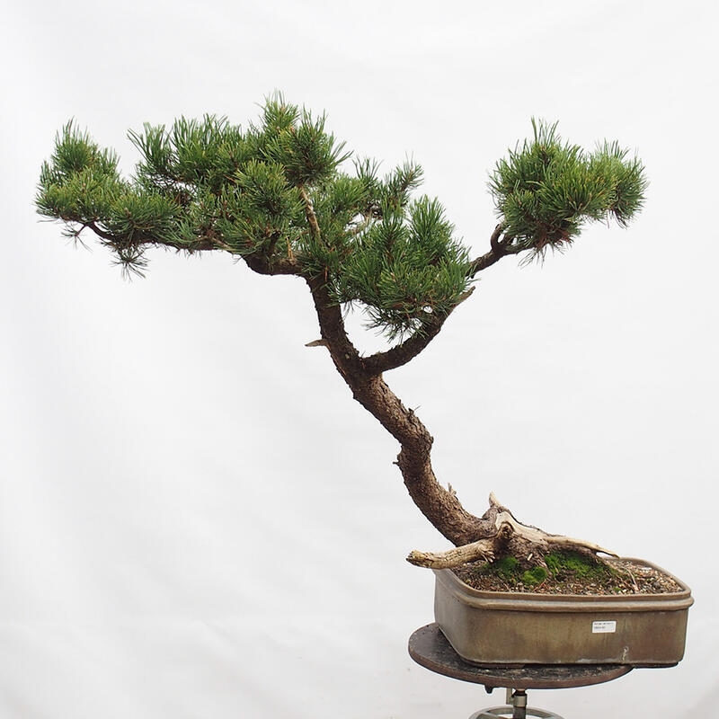 Bonsai im Freien - Schlammkiefer - Pinus uncinata
